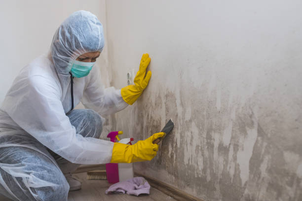 Best Attic Mold Removal  in North Spearfish, SD