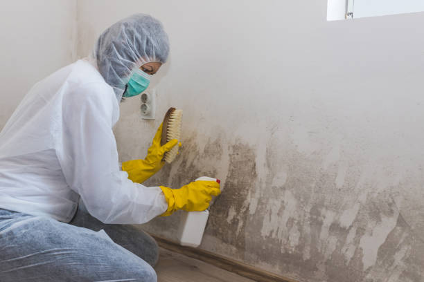 Certified Mold Removal in North Spearfish, SD