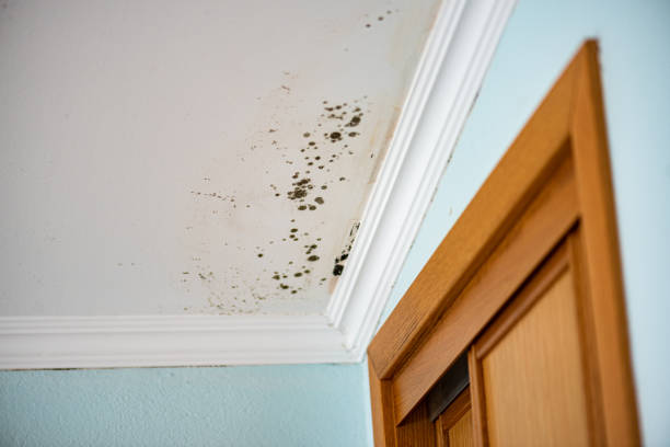 Best Mold Damage Repair  in North Spearfish, SD