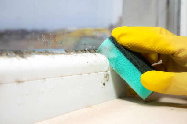 Best Office Mold Removal Services  in North Spearfish, SD