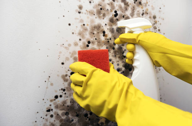 Best Mold Cleaning Services  in North Spearfish, SD