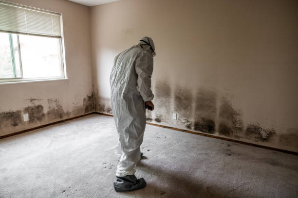 Home Mold Removal in North Spearfish, SD
