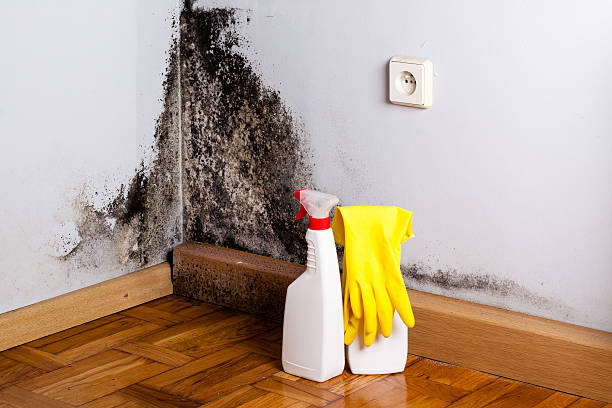 Best Same-Day Mold Removal  in North Spearfish, SD