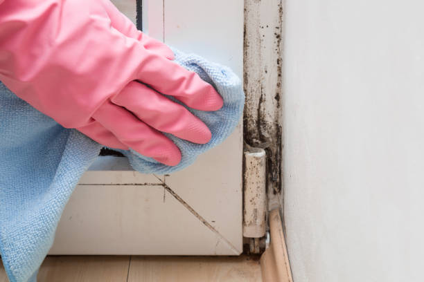 Best Toxic Mold Removal  in North Spearfish, SD