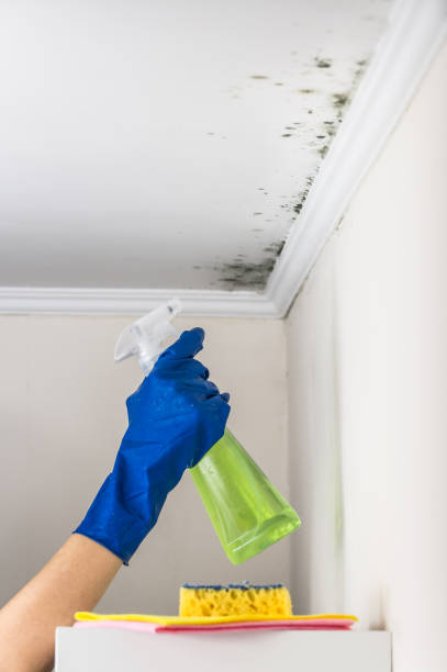 Office Mold Removal Services in North Spearfish, SD